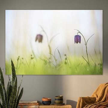 Fritillaria meleagris