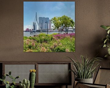 De Erasmusbrug, moderne architectuur Kop van Zuid, Rotterdam, Zuid-Holland, Nederland van Rene van der Meer