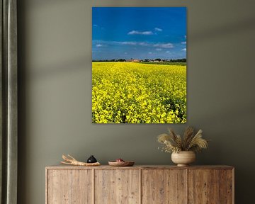 Field of rapeseed, Oosterend, Texel, Noord-Holland, Texel, Netherlands by Rene van der Meer