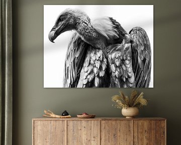 vautour sur Jiske Wijmans @Artistieke Fotografie