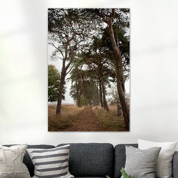 Strabrechtse heide, het freule laantje