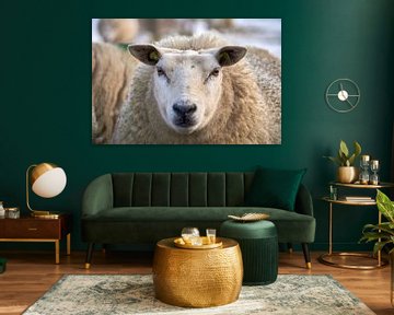 Texel sheep sur Ad Jekel