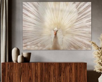 White peacock by Marcel van Balken