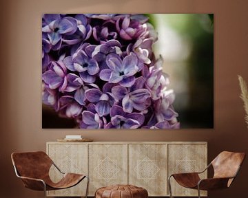Blauw-paarse hortensia