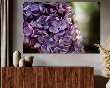 Blauw-paarse hortensia