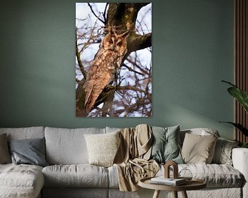 Ransuil...! by Dorothé Rijkenberg