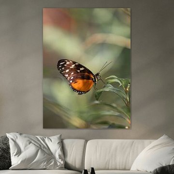 Oranje bruine vlinder