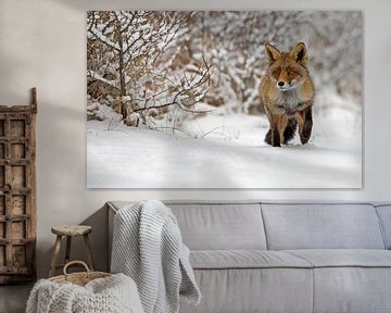 Fox in a winter landscape