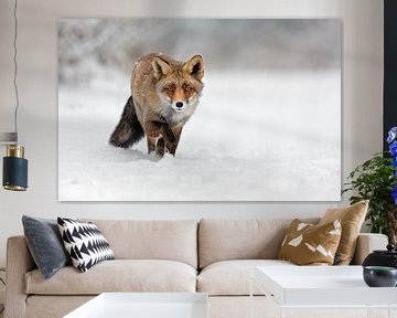 Fuchs auf dem Weg durch den Schnee
