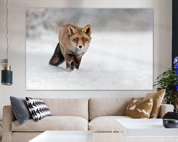 Fuchs auf dem Weg durch den Schnee von Menno Schaefer