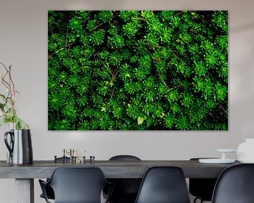 A Green Succulent Carpet