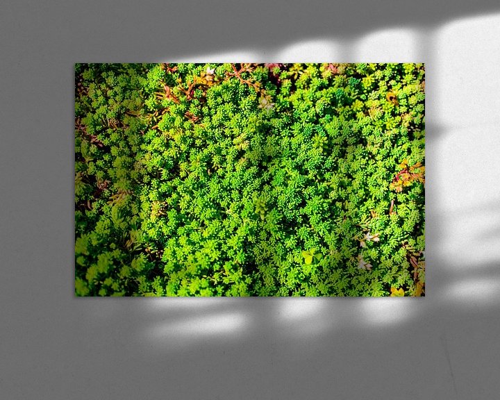 Impression: Light Green Succulent Carpet sur Arc One