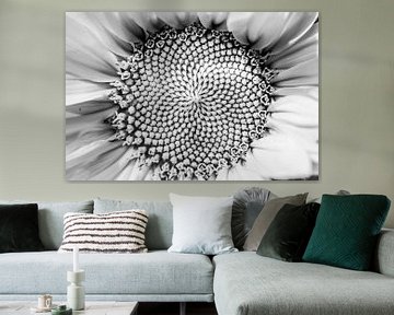 Sunflower B/W by Zsa Zsa Faes
