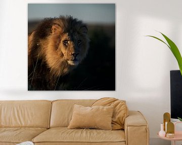 Black-maned Kgalagadi lion! sur Robert Kok