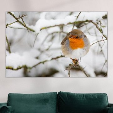 Robins  von Menno Schaefer
