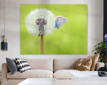  Common Blue on faded Dandelion sur Paul Muntel