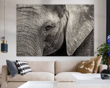 Elephant portrait