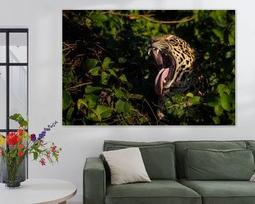 Yawning Jaguar in Pantanal