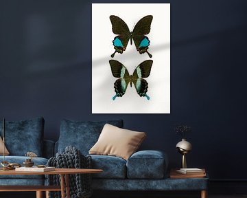 Schrank der Kuriositäten_Butterfly_02 (gesehen bei vtwonen) von Marielle Leenders