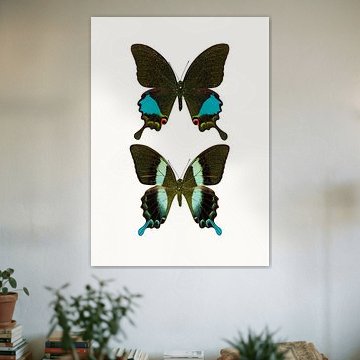 Curiosity Cabinet_Butterlfy_02 by Marielle Leenders