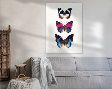 Cabinet de curiosités_Butterfly_03 sur Marielle Leenders