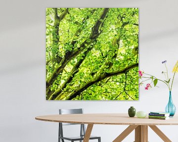 Fresh Beech Leaf Canopy Square van Arc One