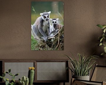 Lemur catta by Edwin Butter