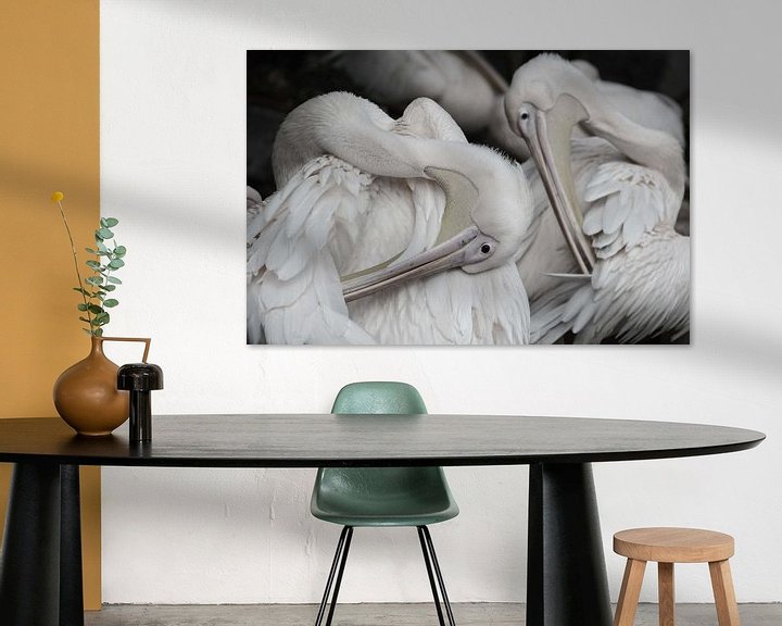 Sfeerimpressie: pelikanen van Fraukje Vonk