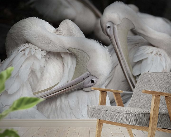 Sfeerimpressie behang: pelikanen van Fraukje Vonk