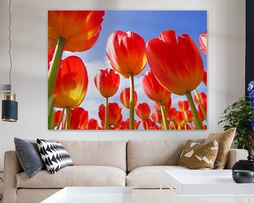 Rode tulpen van Dirk van Egmond