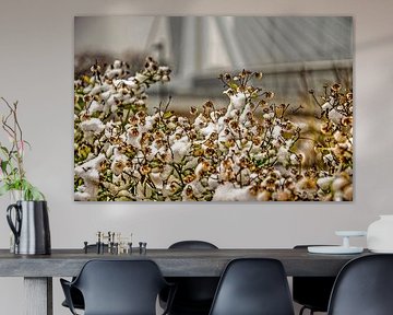 Winter at Erasmus Bridge by Frans Blok - photos, art and other wall decoration