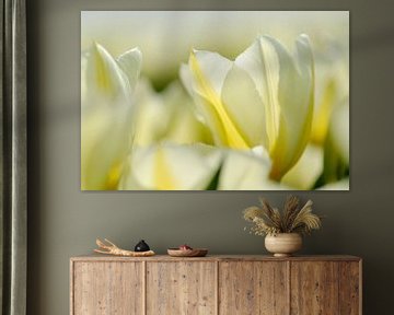 Witte tulpen dichtbij