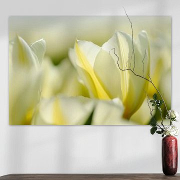 Weiße Tulpen in der Nähe