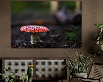 Fly agaric fungus