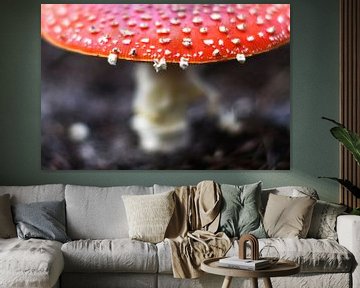 Fly agaric fungus sur Inge van der Hart Fotografie