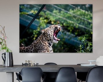 Gapende Cheeta