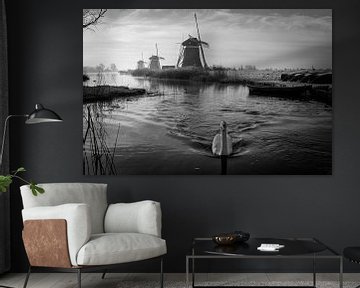 Zwaan met molendriegang in zwart-wit van iPics Photography