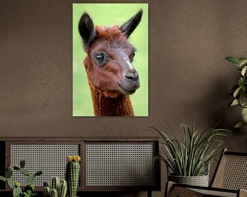 Alpaca by Edwin Butter