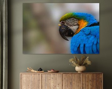 Blue macaw van Ursula Di Chito
