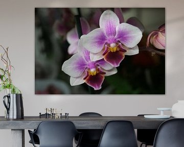 Orchidee van Diana van Dalen