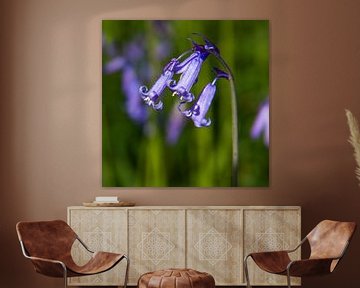 blue wood hyacinth by Koen Ceusters