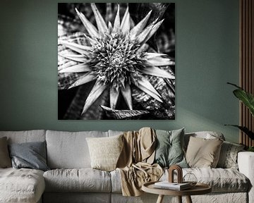 Bromelia in zwart-wit von Jelte Bosma