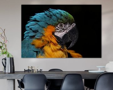 Macaw van RT Photography