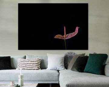 Anthurium von arjan doornbos