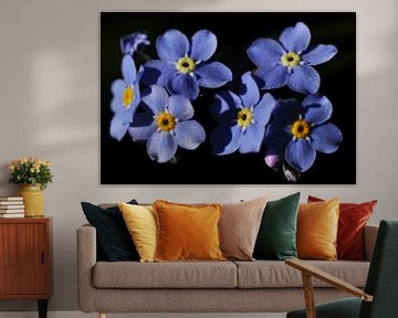 Forget-me-nots by Corinne Welp