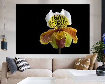 Paphiopedilum by Edwin Butter