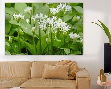 Daslook, witte bloemen. Allium ursinum von Martin Stevens