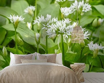Daslook, witte bloemen. Allium ursinum