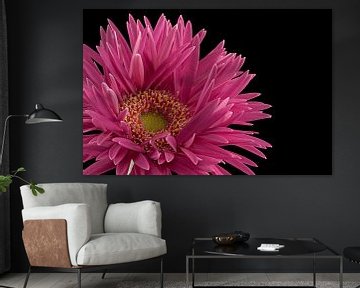 Gerbera by Tanja van Beuningen