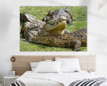 Krokodillen van John van Weenen